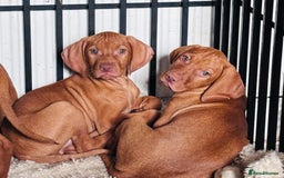 Hungarian Vizsla dogs for sale: Exceptional kc Hungarian viszla pups. Now ready  - Image 17