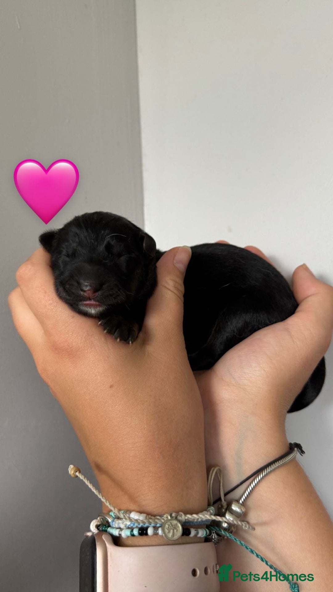 German Shepherd dogs for sale: Stunning German Shepherd/Utonagan Puppies  - Image 18