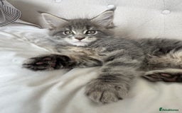 Maine Coon cats for sale: 4 big pure gorgeous Mainecoon boys  - Image 12