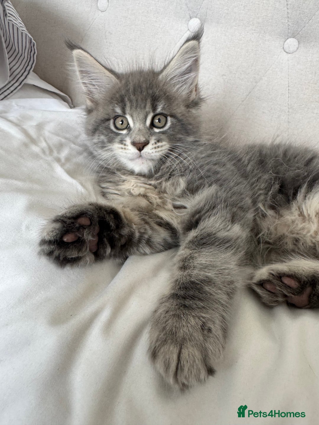 Maine Coon cats for sale: 4 big pure gorgeous Mainecoon boys  - Image 12