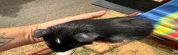 Guinea Pig rodents for sale: Baby guinea pigs  - Advert 6