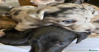 Mixed Breed dogs - Advert 5
