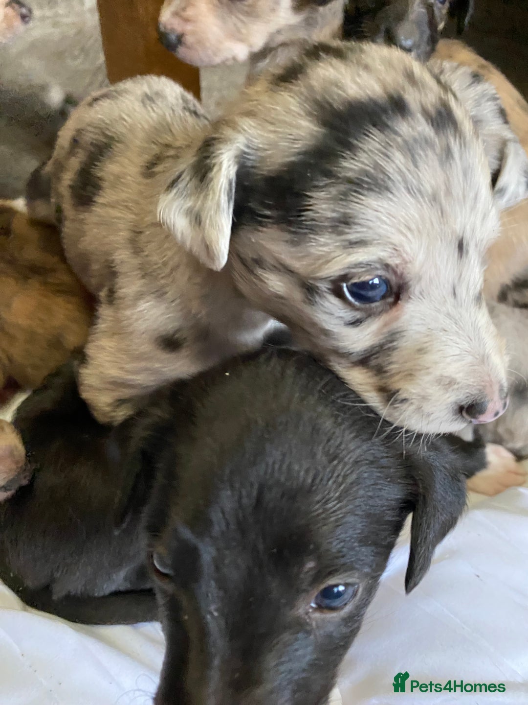 Mixed Breed dogs for sale: Deerhound greyhound collie puppies  - Image 3