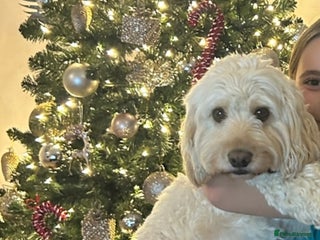 Cockapoo dogs in Hartlepool - Advert 13