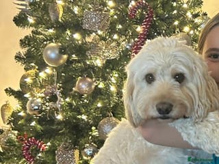 Cockapoo dogs Beautiful apricot cockapoo for stud in Hartlepool - Advert 6