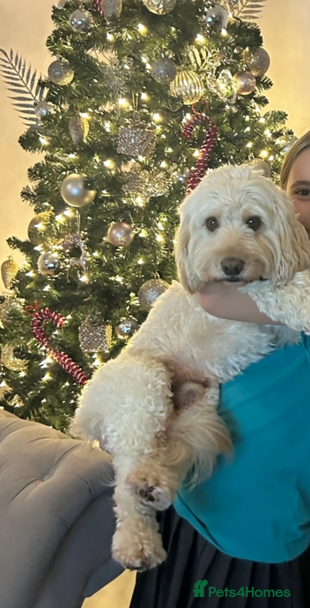 Cockapoo dogs for stud: Beautiful apricot cockapoo for stud in Hartlepool - Advert 1