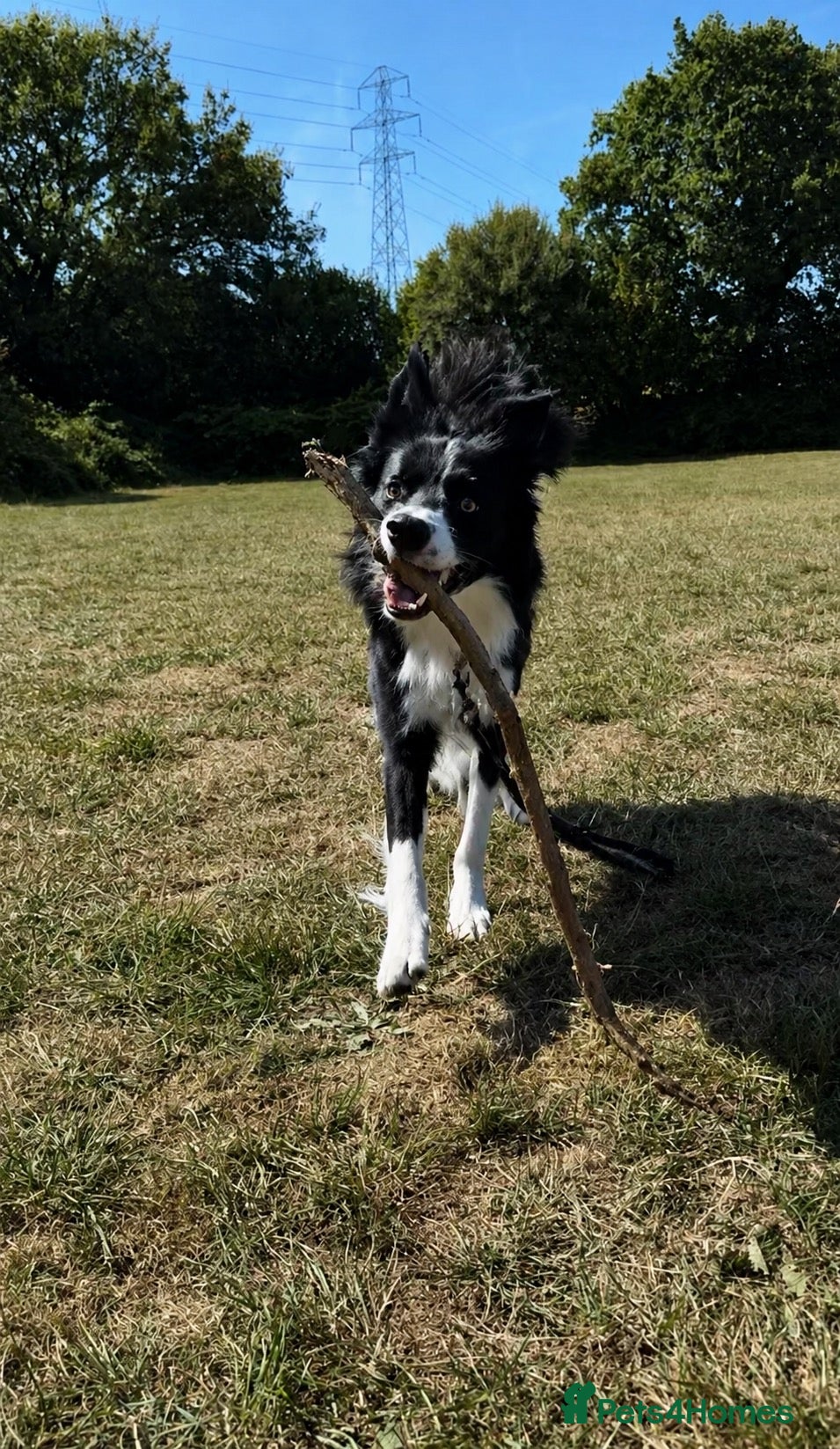 Border Collie dogs Beau aged 1 (nearly 2)  - Advert 3
