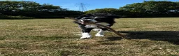 Border Collie dogs for sale: Beau aged 1 (nearly 2)  - Advert 1