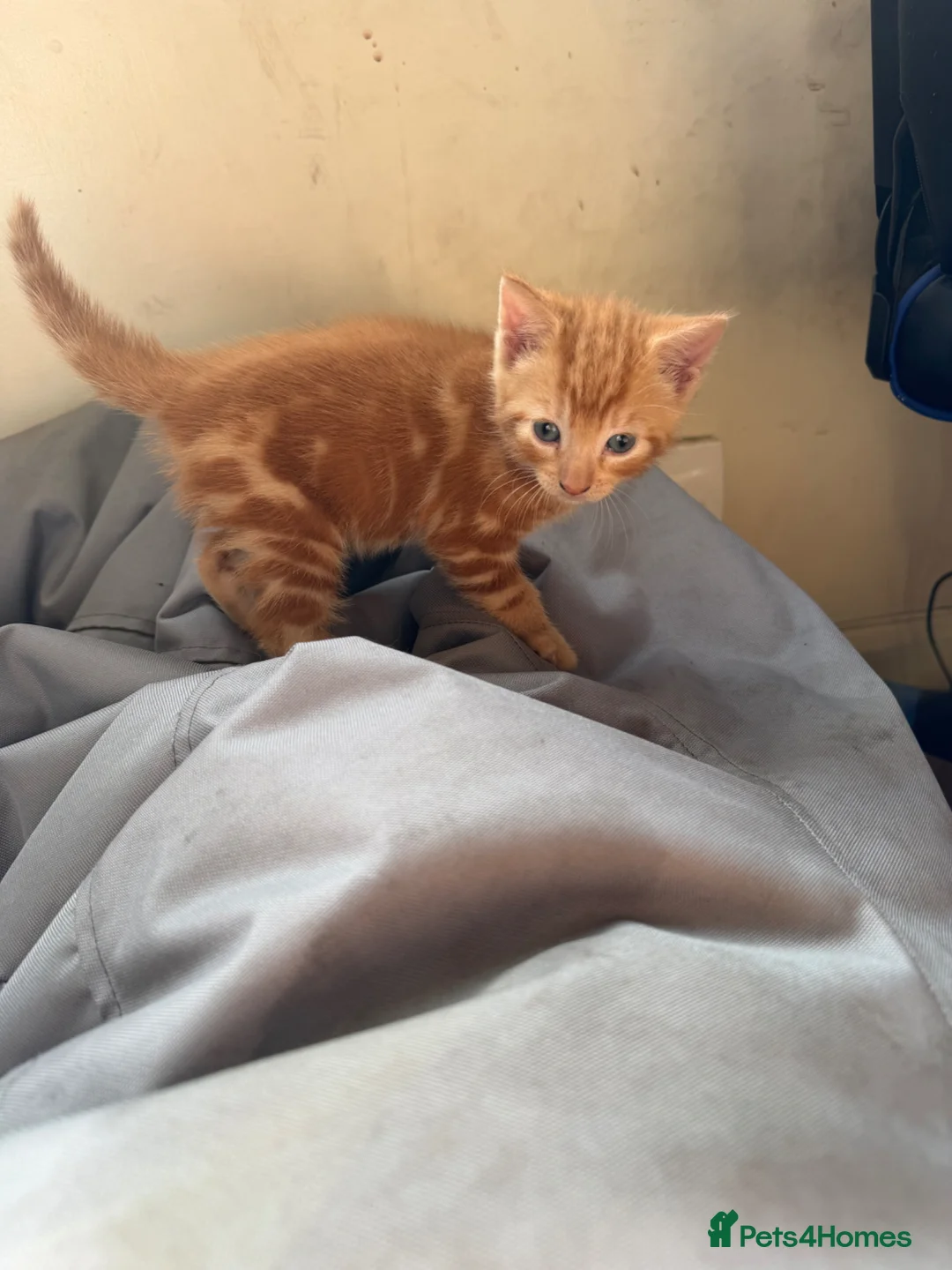 Mixed Breed cats for sale: 1 ginger female  - Advert 2