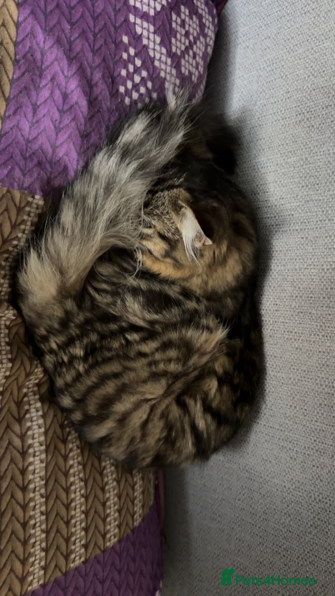 Mixed Breed cats Ragdoll & Bengal Mixed Kitten  - Advert 1