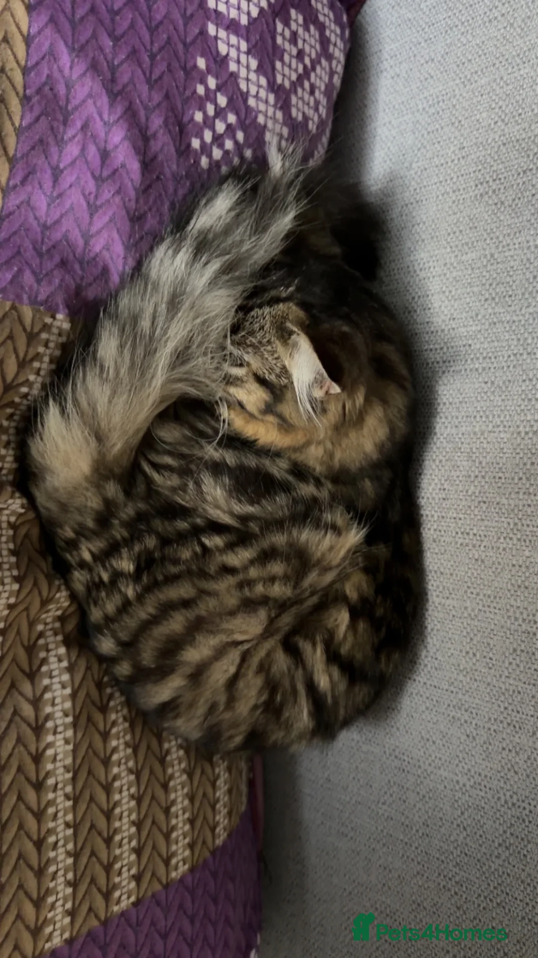 Mixed Breed cats for sale: Ragdoll & Bengal Mixed Kitten  in Glasgow - Advert 1