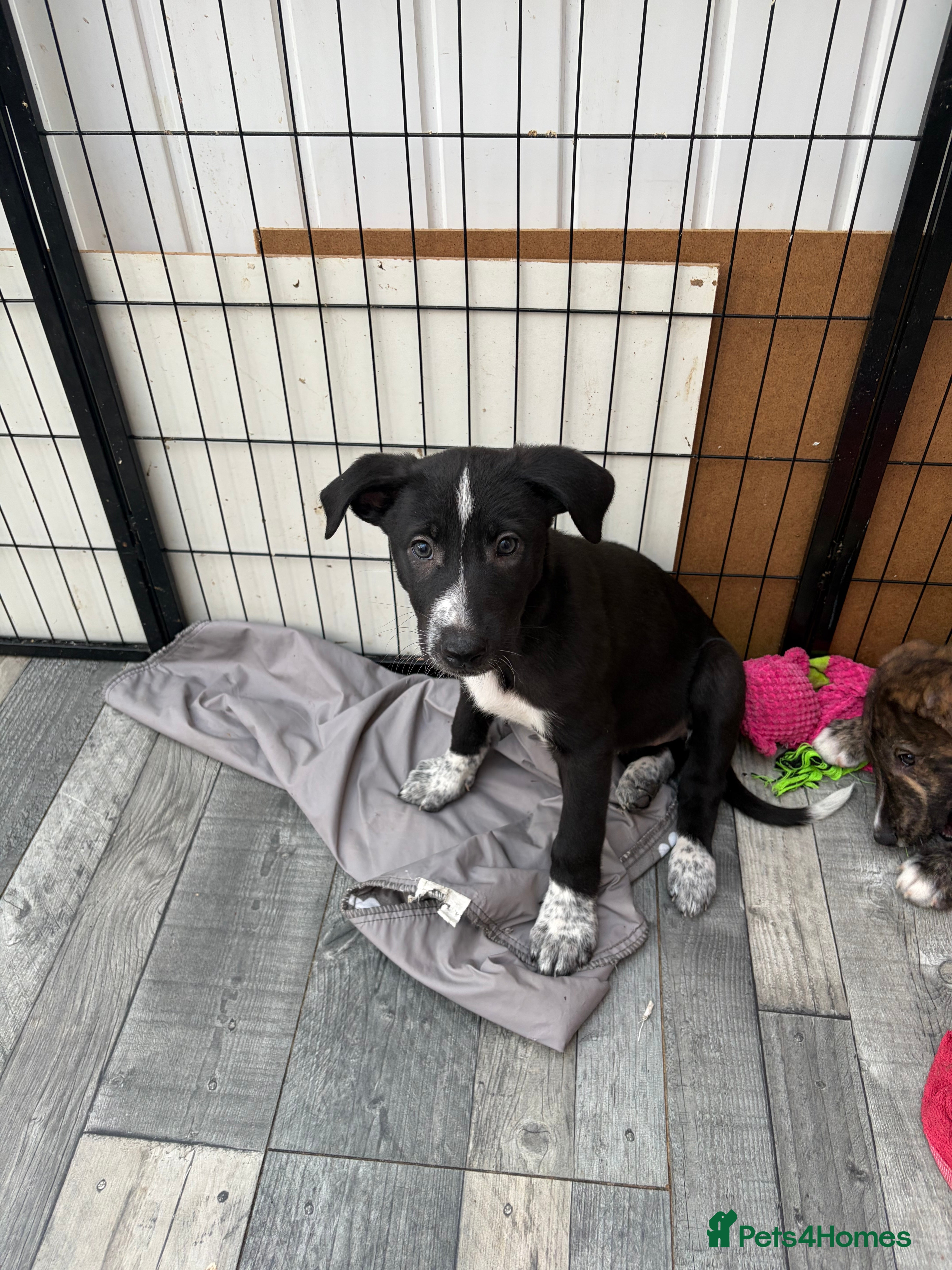 Mixed Breed dogs 2 LEFT-READY NOW! puppies for sale - Advert 3