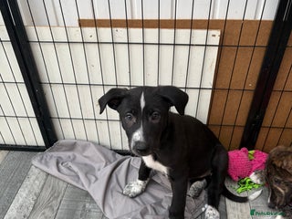 Mixed Breed dogs 2 LEFT-READY NOW! puppies for sale - Advert 13