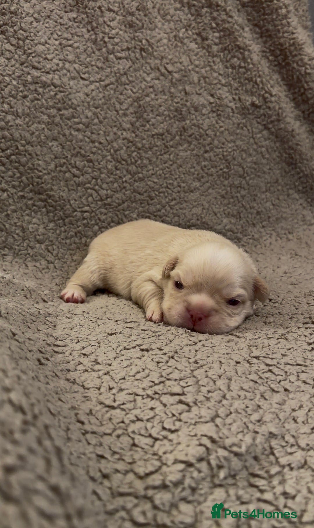 French Bulldog dogs for sale: 🔥Outstanding Quality Fluffy Frenchies🔥 - Advert 9