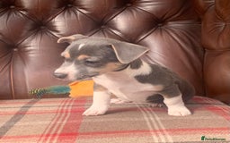 Jack Russell dogs for sale: Fantastic litter of miniature jr rare  colours  - Image 22