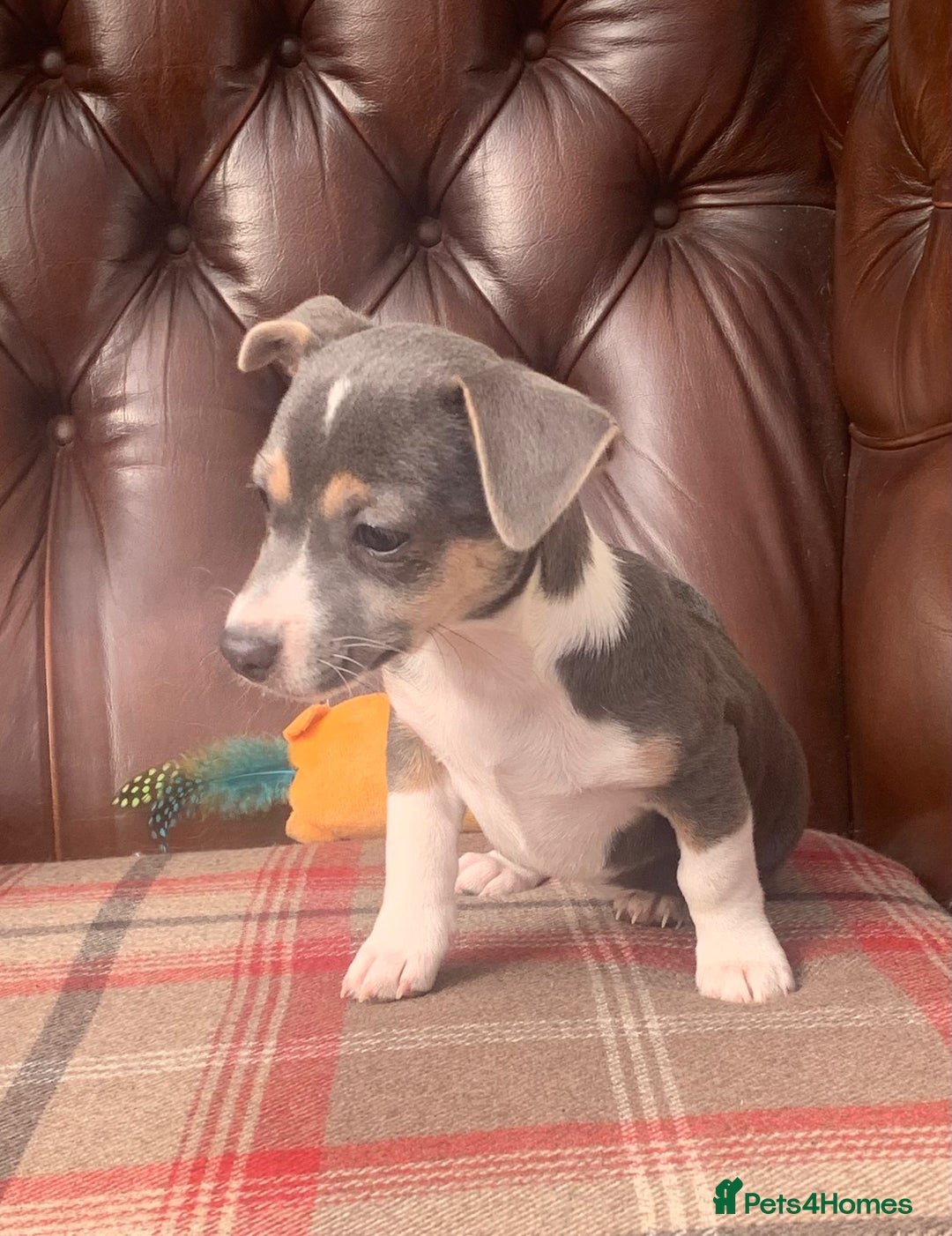 Jack Russell dogs for sale: Fantastic litter of miniature jr rare  colours  - Image 22