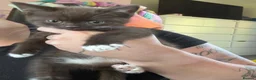 British Shorthair cats for sale: Charming British Shorthair Kittens - Advert 15