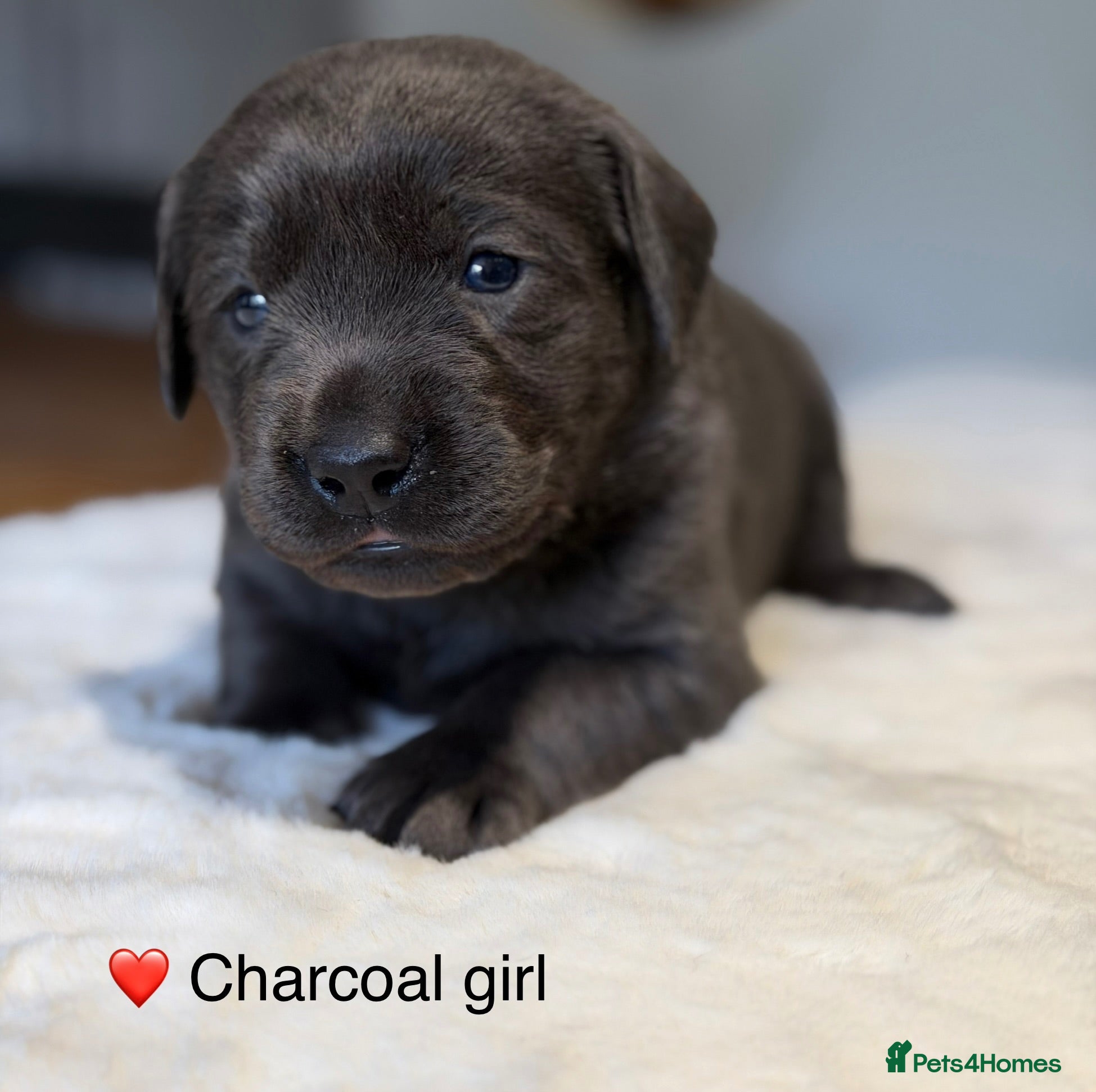 Labrador Retriever dogs Exceptionally health tested Kc reg Labrador pups - Advert 1