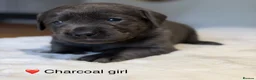 Labrador Retriever dogs for sale: Exceptionally health tested Kc reg Labrador pups - Advert 29