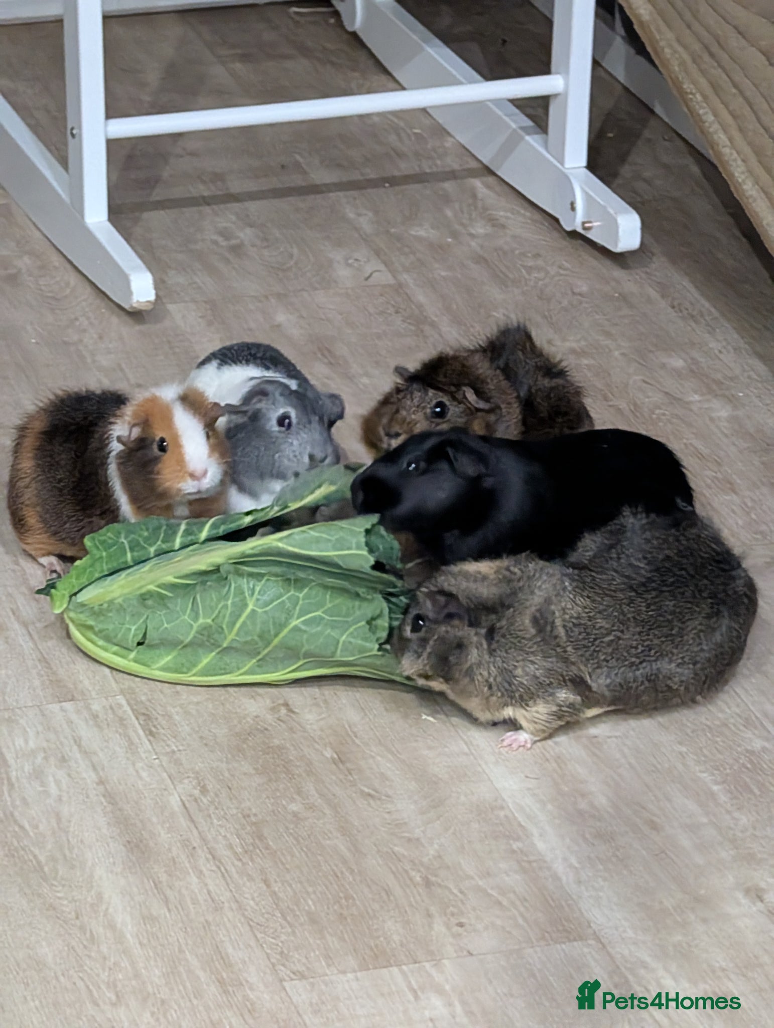 Guinea Pig rodents 3 female indoor guinea pigs looking for a home - Advert 4