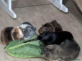 Guinea Pig rodents 3 female indoor guinea pigs looking for a home - Advert 1
