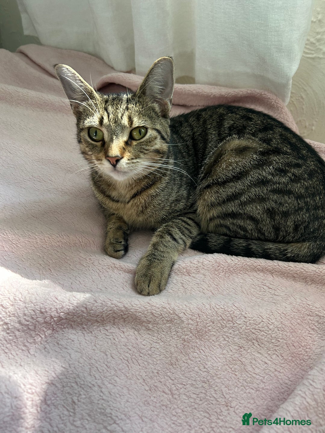 Manx cats for sale: Female kitten - Image 2