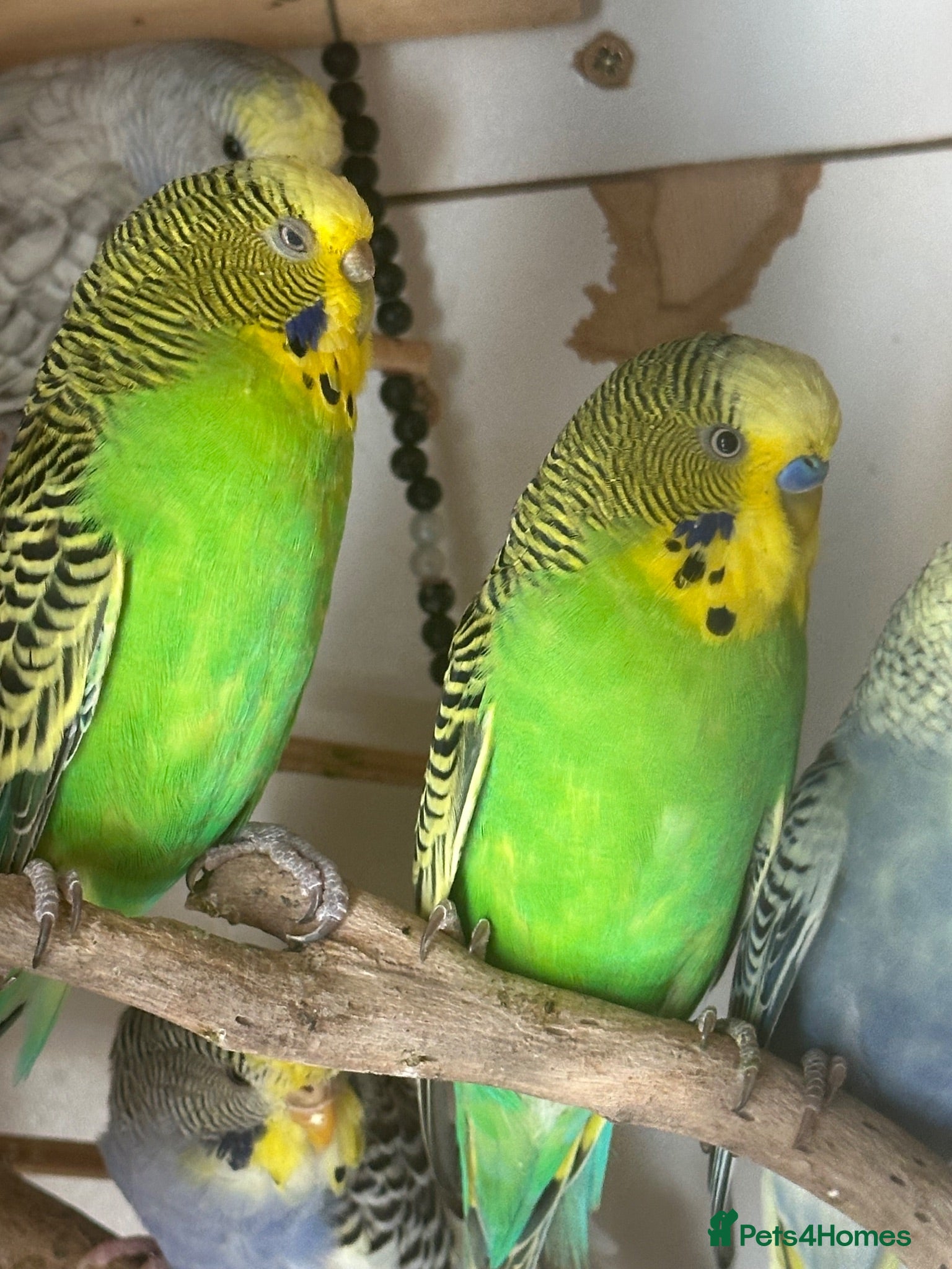 Budgerigars birds Lovely bonded pair in Dagenham  - Advert 1