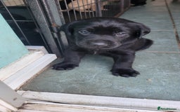 Labrador Retriever dogs for sale: Family bred Labrador puppies - Image 6