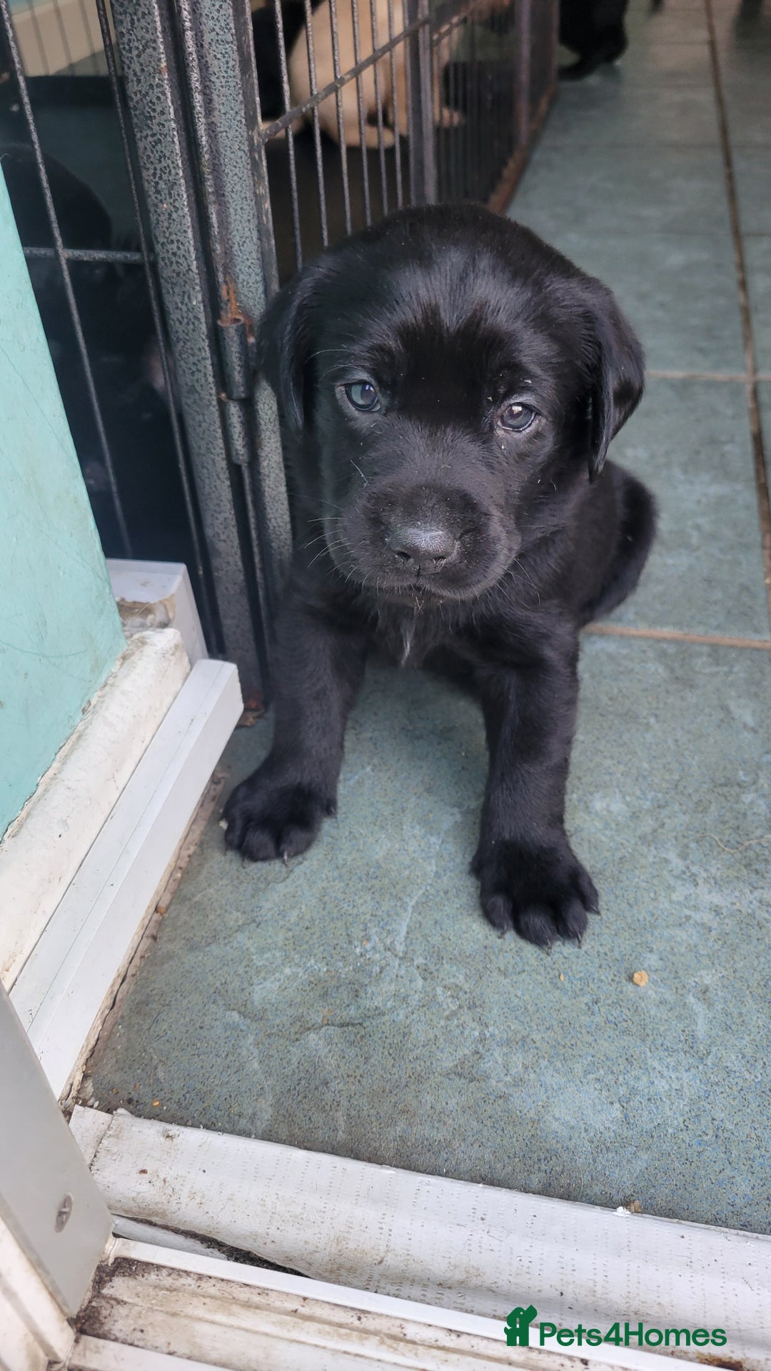 Labrador Retriever dogs for sale: Family bred Labrador puppies - Image 6