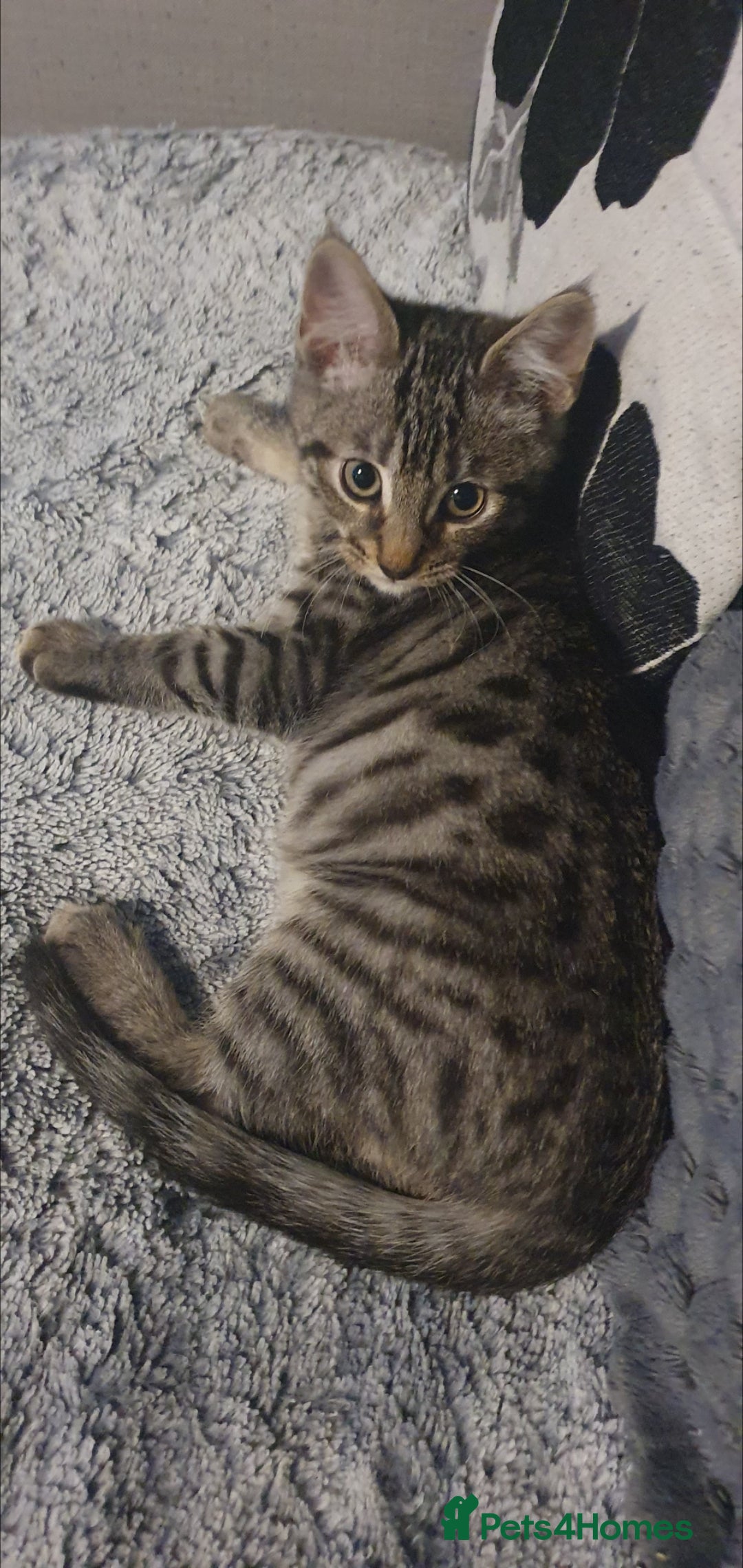 Bengal cats for sale: RARE GREY BENGAL SAVANAH MIXED BOY KITTEN! - Advert 1