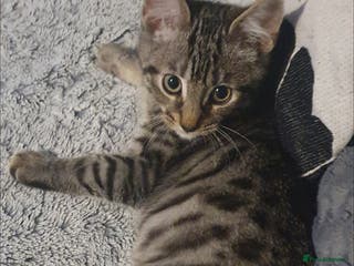 Bengal cats RARE EXOTIC GREY BENGAL SAVANAH MIXED BOY KITTEN! - Advert 5