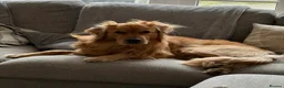 Golden Retriever dogs for stud: HANDSOME DARK GOLDEN RETRIEVER STUD-PICK OF LITTER - Advert 38