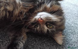 British Longhair cats for sale: Female BLH 2 years old  - Image 8