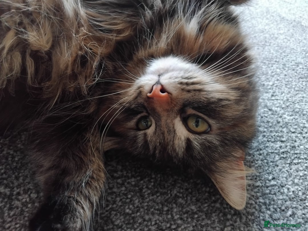 British Longhair cats for sale: Female BLH 2 years old  - Image 8
