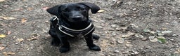 Labrador Retriever dogs for sale: Black Lab for sale  - Advert 6