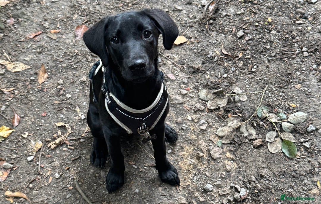 Labrador Retriever dogs for sale: Black Lab for sale  - Advert 6