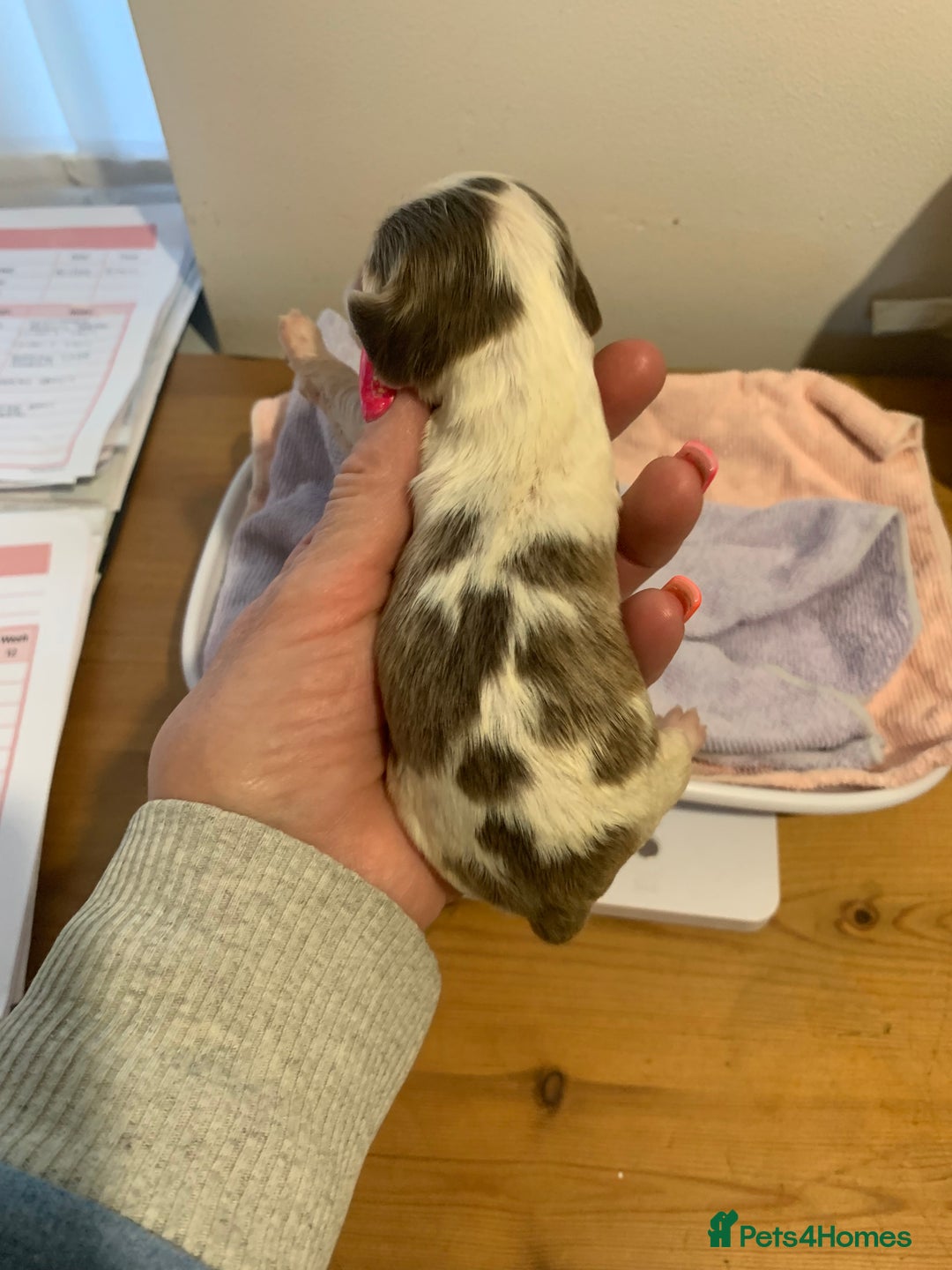 Cocker Spaniel dogs for sale: Beautiful show line cocker spaniel puppies  - Advert 7