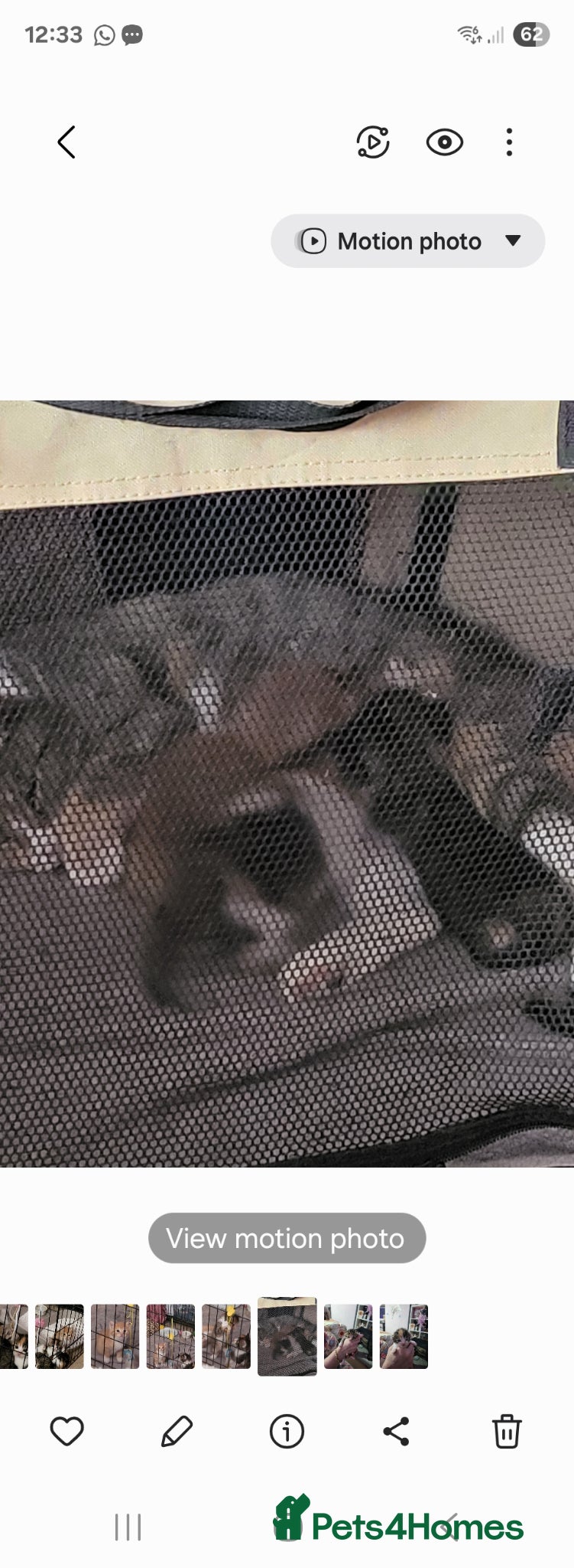 Mixed Breed cats My gorgeous girls - Advert 2