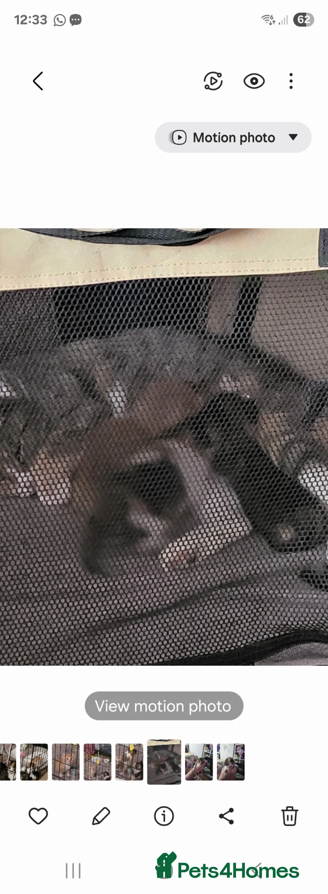 Mixed Breed cats for sale: My gorgeous girls in Welling - Advert 1