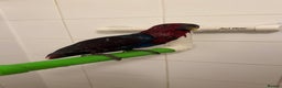 Parrots birds for sale: Beautiful Eclectus Parrot for sale  - Advert 3