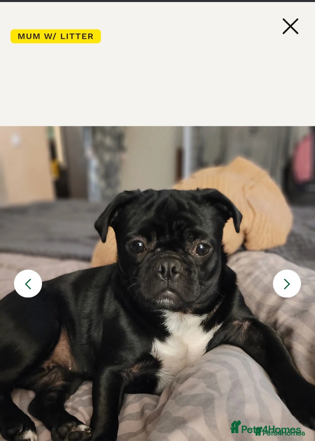 Frug dogs for sale: Frug puppie - Image 2