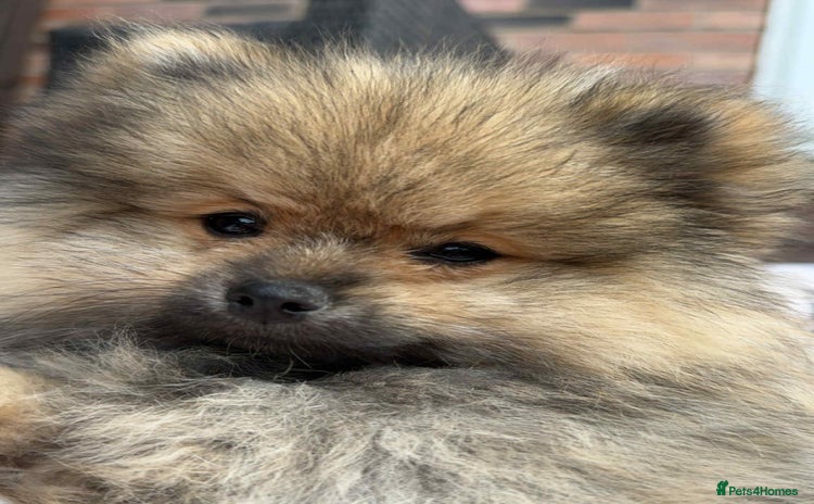 Pomeranian dogs - Advert 12