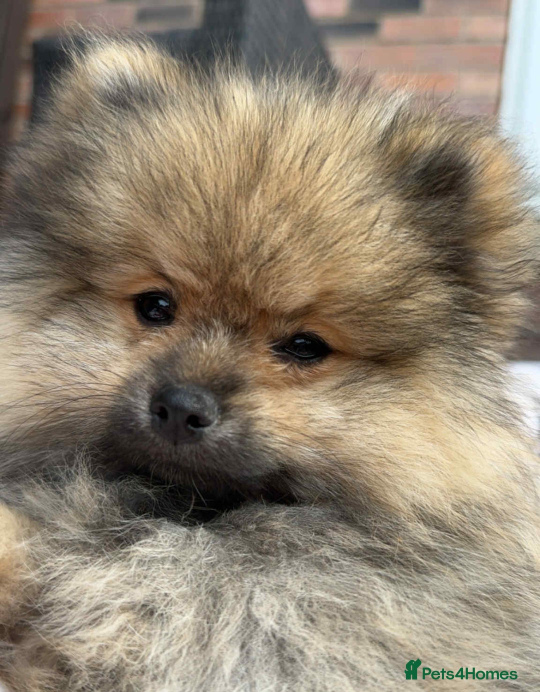Pomeranian dogs for sale: Teddy bear pomeranians  - Image 1
