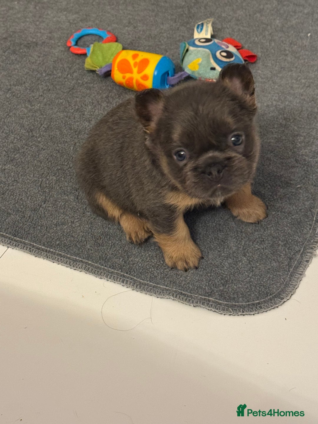 French Bulldog dogs for sale: Outstanding Frenchie pups  - Advert 3