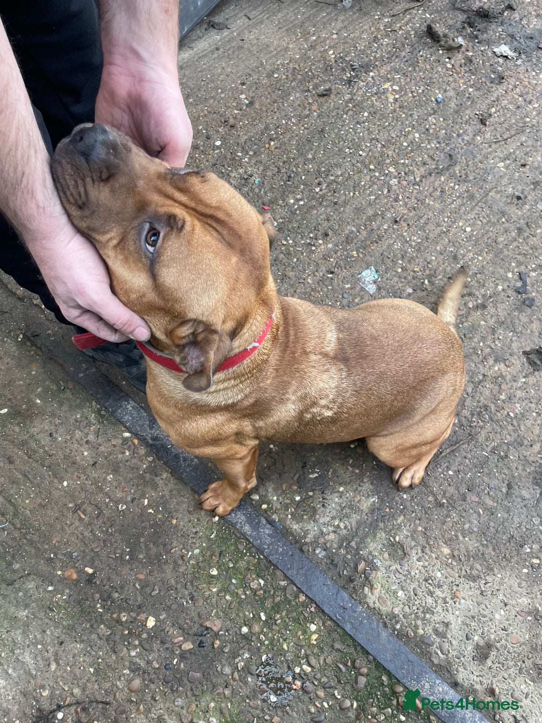 Mixed Breed dogs for sale: Stuffy cross Puppy - Advert 2