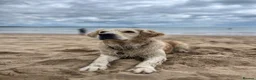 Golden Retriever dogs for sale: Golden Retriever puppies  in Derby - Advert 2