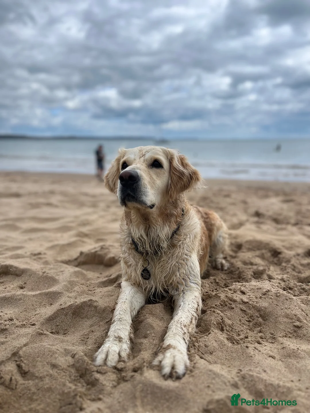 Golden Retriever dogs for sale: Golden Retriever puppies  in Derby - Advert 2