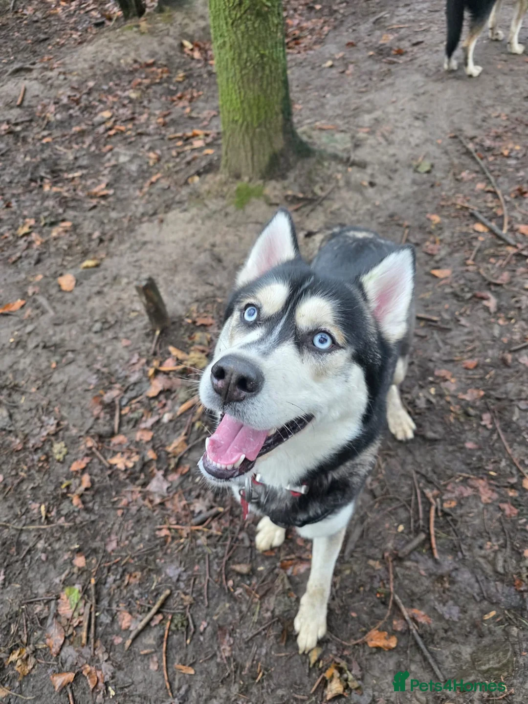 Siberian Husky dogs for sale: Meet Alfie the Husky 🐕💙 - Advert 2