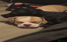 Mixed Breed dogs for sale: Staffy pups - Advert 2