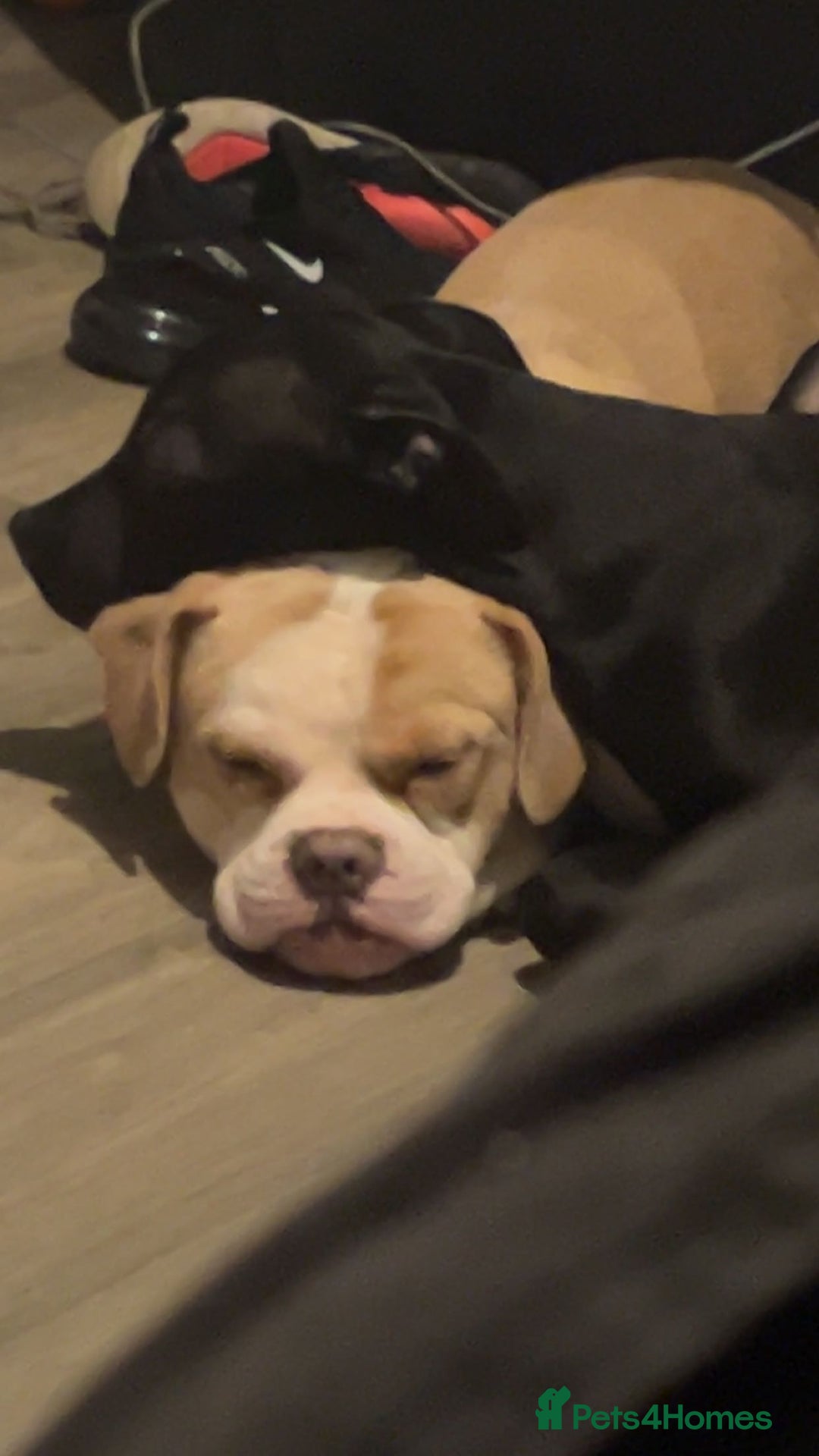 Mixed Breed dogs for sale: Staffy pups - Advert 2